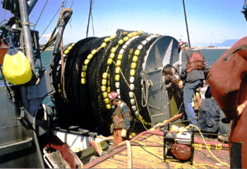 Photo 5 - Working deck of Cap rouge II showing west coast salmon seine net wrapped on net drum. 15 August 2002