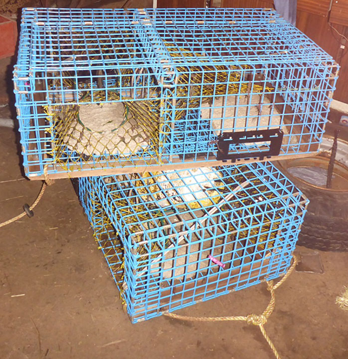 Two of the lobster traps used on the occurrence vessel
