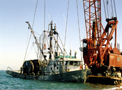 The 14.7 m Cap Rouge II alongside the salvage barge after being righted from the capsized position