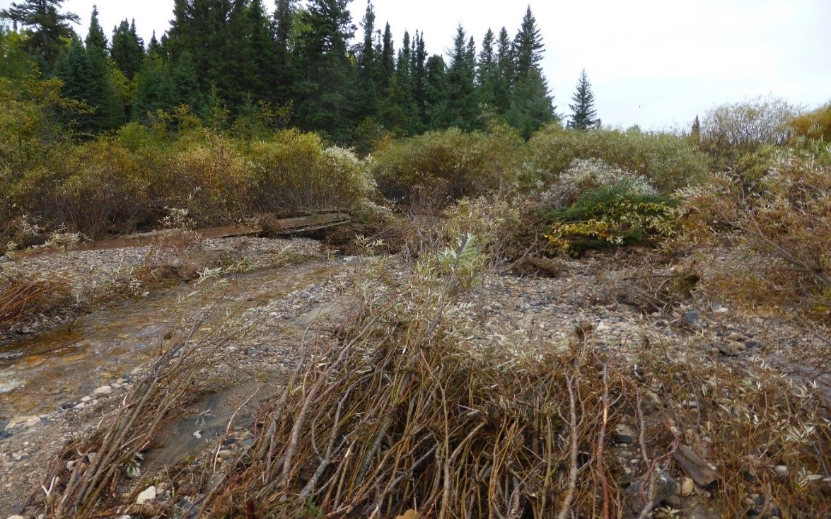 Site photo downstream showing culvert timbers and flattened streambed plants (Source: TSB)