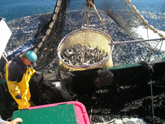 Pêcheur surveillant les activités de déchargement de la sardine selon les exigences du marché, dans le détroit Johnstone (Colombie-Britannique)